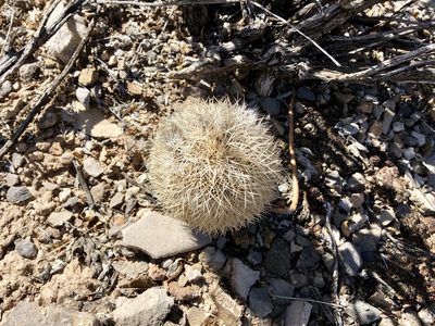 Echinocereus dasyacanthus, photographed by CK2AZ