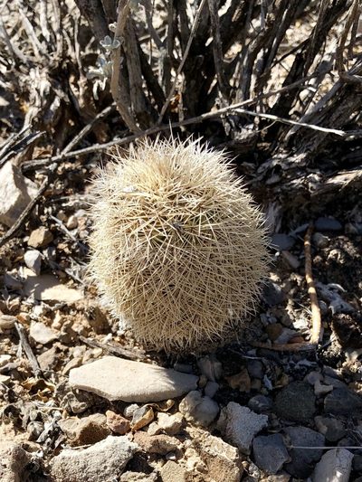 Echinocereus dasyacanthus, photographed by CK2AZ