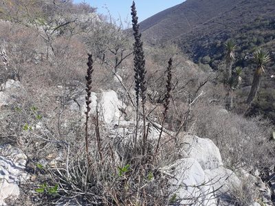 Hechtia podantha, photographed by Alexis López Hernández