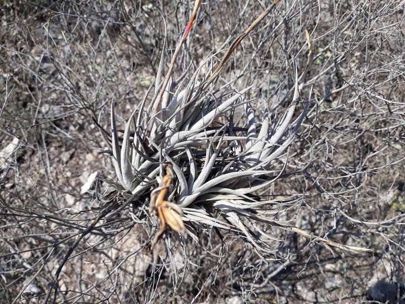 Tillandsia albida, photographed by Alexis López Hernández