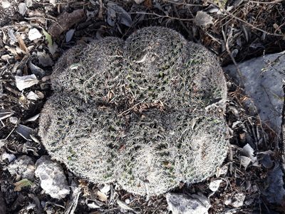Mammillaria perbella, photographed by Alexis López Hernández