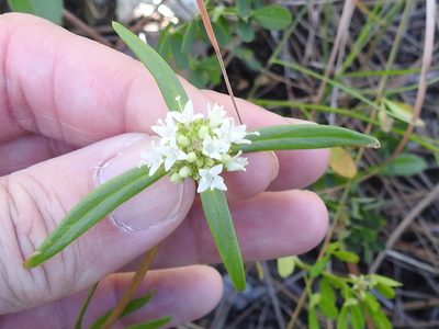 Spermacoce neoterminalis, photographed by Sam Kieschnick