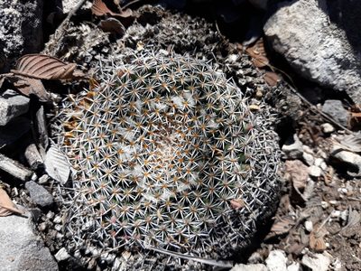 Mammillaria perbella, photographed by Alexis López Hernández