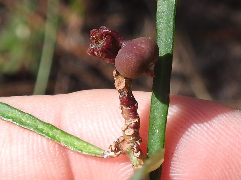 Euphorbia pinetorum, photographed by Sam Kieschnick