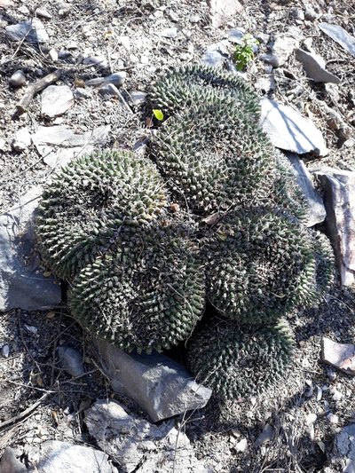 Mammillaria perbella, photographed by Alexis López Hernández
