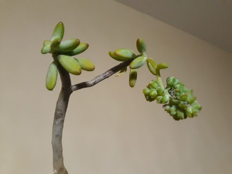 Sedum corynephyllum, photographed by Alexis López Hernández