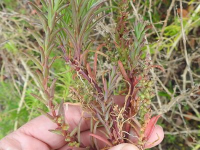 Suaeda linearis, photographed by Sam Kieschnick