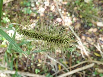 Carex erinacea, photographed by John Brew