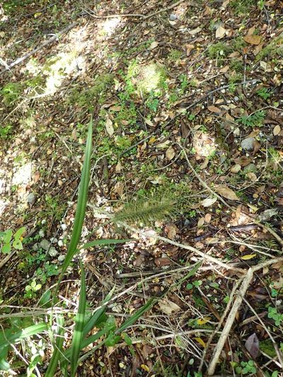 Carex erinacea, photographed by John Brew