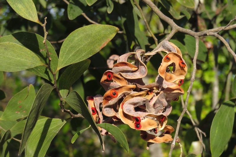 Acacia oraria, photographed by coenobita