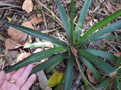 Agave decipiens, photographed by Sam Kieschnick