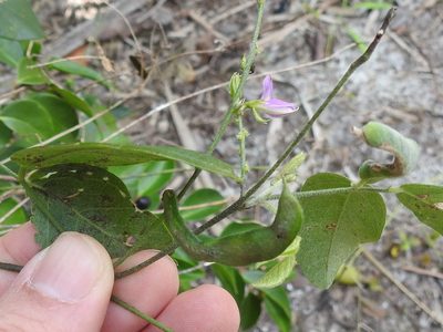 Galactia striata, photographed by Sam Kieschnick