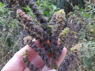 Mesosphaerum pectinatum, photographed by Sam Kieschnick