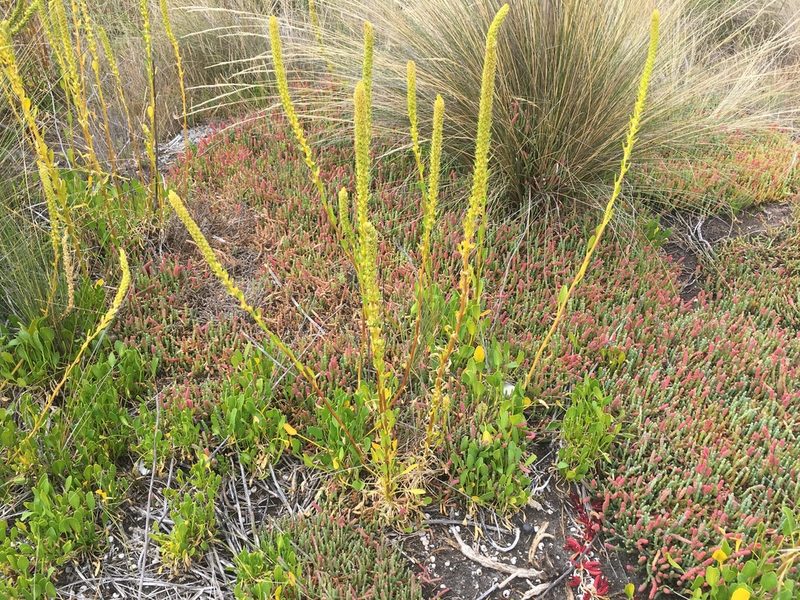 Lawrencia spicata, photographed by Miguel de Salas