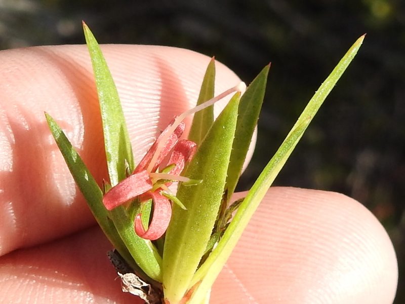 Ernodea cokeri, photographed by Sam Kieschnick