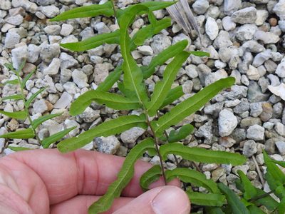 Pteris bahamensis, photographed by Sam Kieschnick
