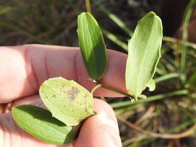 Smilax havanensis, photographed by Sam Kieschnick