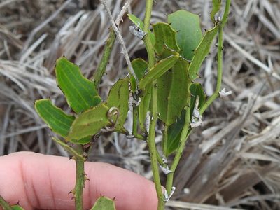 Smilax havanensis, photographed by Sam Kieschnick