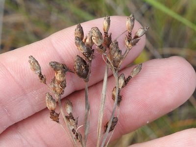 Fimbristylis spadicea, photographed by Sam Kieschnick