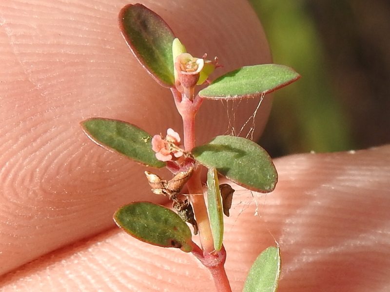 Euphorbia ogdenii, photographed by Sam Kieschnick