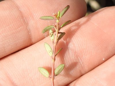 Euphorbia ogdenii, photographed by Sam Kieschnick