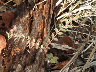Euphorbia ogdenii, photographed by Sam Kieschnick