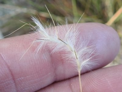 Schizachyrium gracile, photographed by Sam Kieschnick