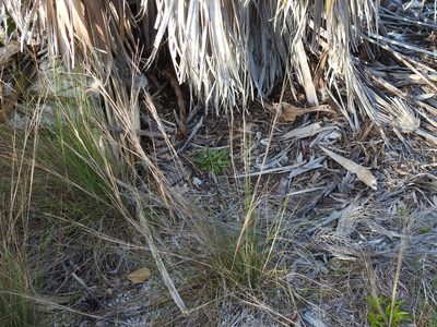Schizachyrium gracile, photographed by Sam Kieschnick