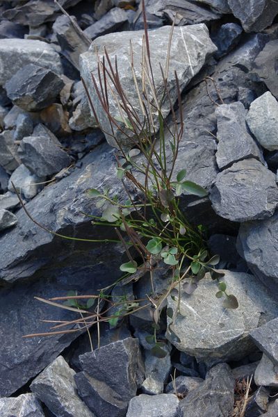 Cardamine glara, photographed by John Barkla