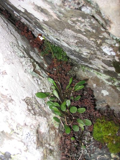 Cardamine dimidia, photographed by John Barkla