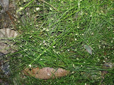 Isolepis reticularis, photographed by Leon Perrie