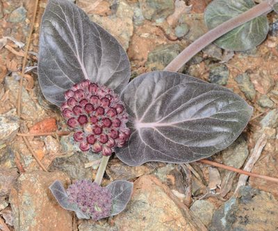 Asclepias solanoana, photographed by Don Loarie