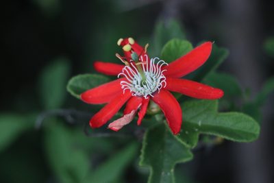 Passiflora luetzelburgii, photographed by Bruno de Medeiros