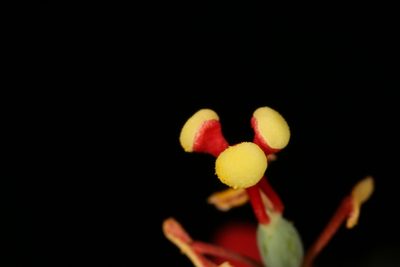 Passiflora luetzelburgii, photographed by Bruno de Medeiros