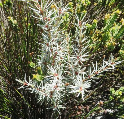Grubbia rourkei, photographed by linkie