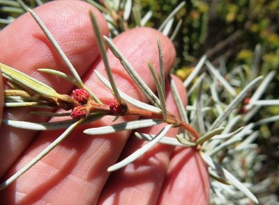 Grubbia rourkei, photographed by linkie