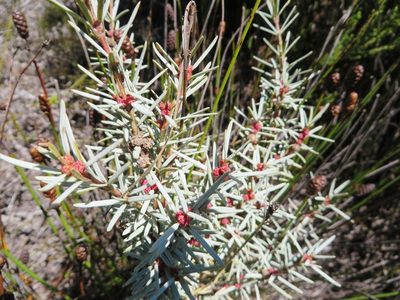 Grubbia rourkei, photographed by linkie