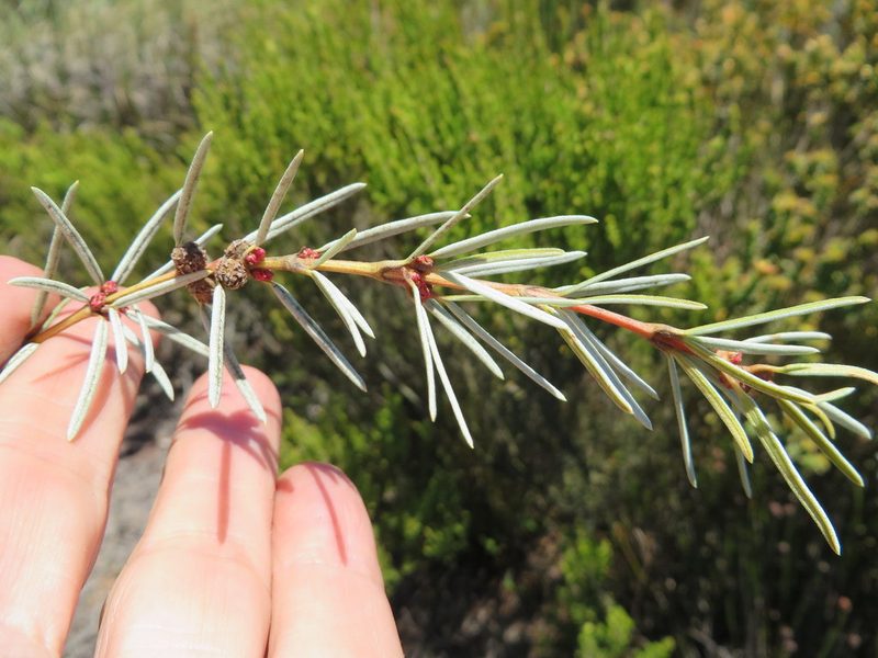Grubbia rourkei, photographed by linkie