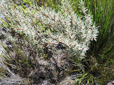 Grubbia rourkei, photographed by linkie