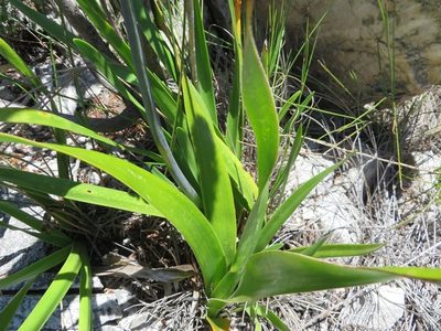 Agapanthus walshii, photographed by linkie