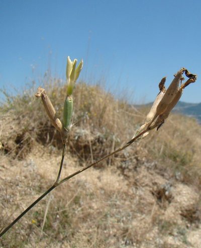 Dianthus pallidiflorus, photographed by Юрий Данилевский (Yuriy Danilevsky)