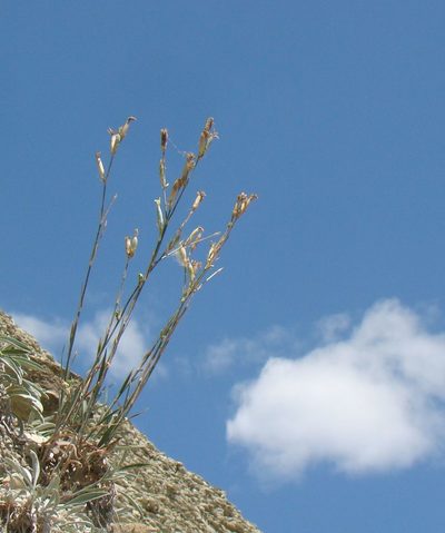 Dianthus pallidiflorus, photographed by Юрий Данилевский (Yuriy Danilevsky)