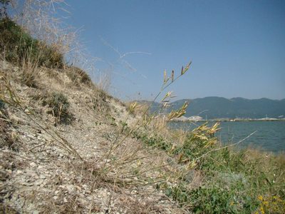 Dianthus pallidiflorus, photographed by Юрий Данилевский (Yuriy Danilevsky)