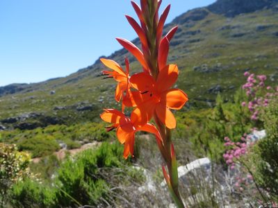 Watsonia schlechteri, photographed by linkie