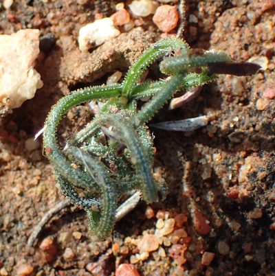 Albuca viscosa, photographed by Nicola van Berkel