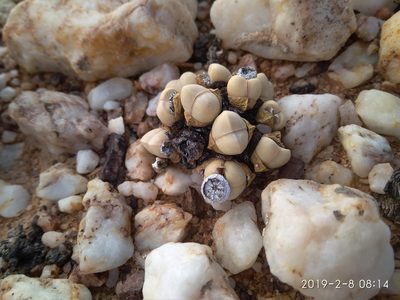 Argyroderma framesii, photographed by Seth Musker