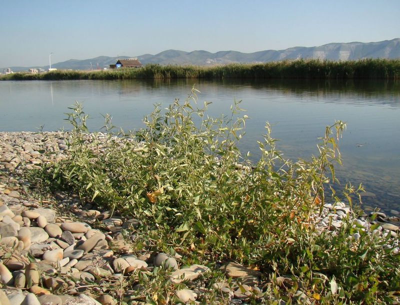 Atriplex aucheri, photographed by Юрий Данилевский (Yuriy Danilevsky)