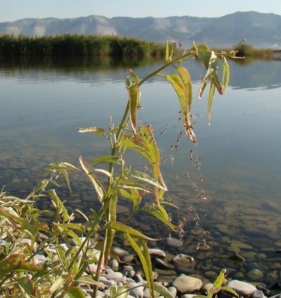 Atriplex aucheri, photographed by Юрий Данилевский (Yuriy Danilevsky)