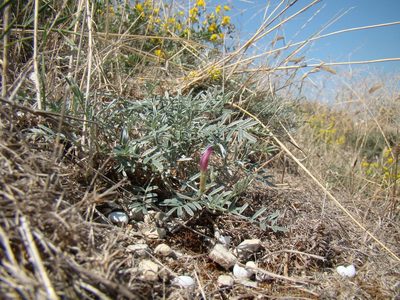 Astragalus subuliformis, photographed by Юрий Данилевский (Yuriy Danilevsky)