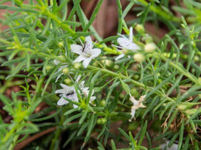 Myoporum parvifolium, photographed by Terra Occ